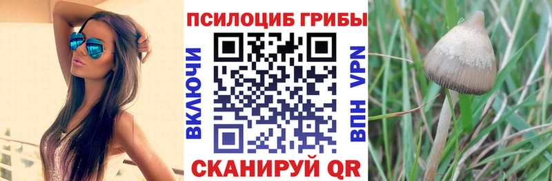 Купить где  Медвежьегорск  Псилоцибиновые грибы Psilocybine cubensis 